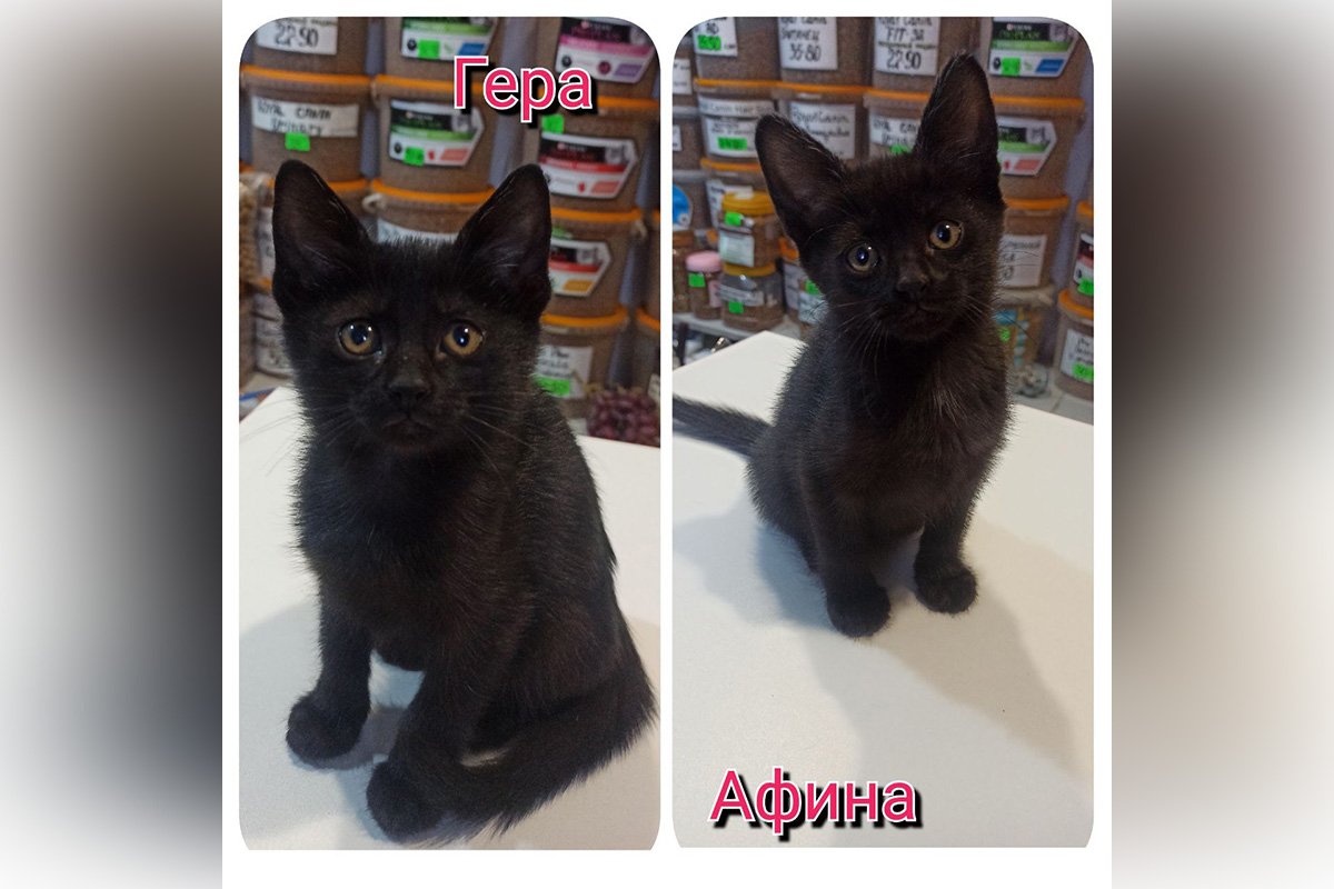 Афіна та Гера Афіна та Гера