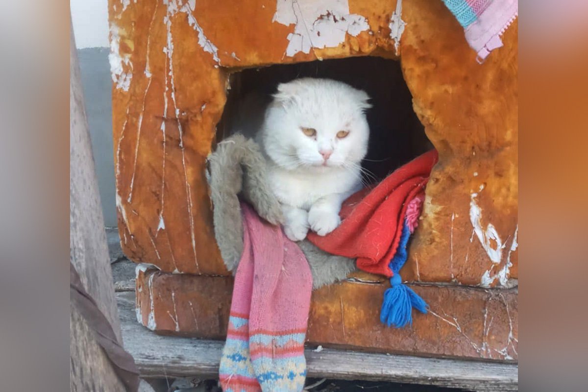 Котик Котик