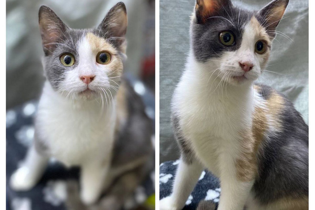 Подаруйте любов пухнастикам: де у Дніпрі знайти собі котика чи песика 3