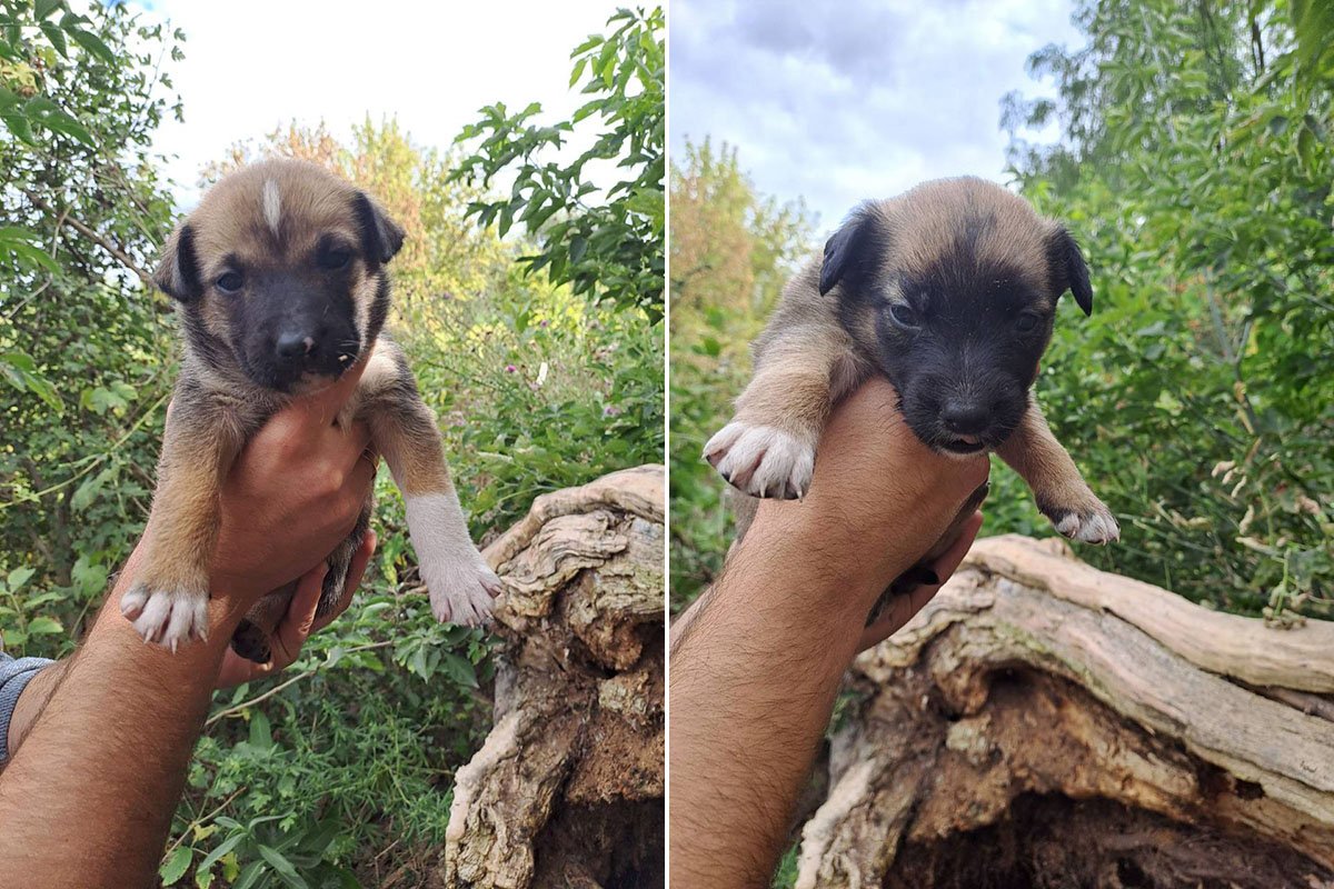 Хвостатики Хвостатики