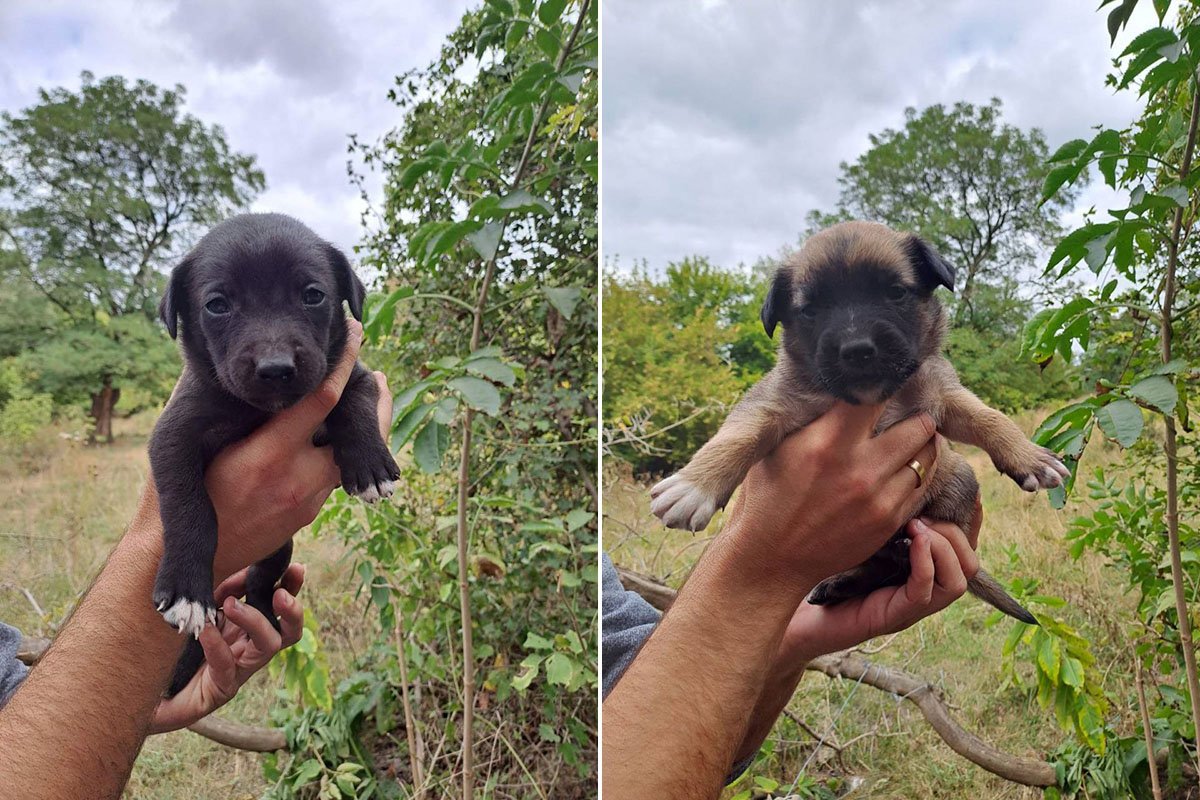 Дівчаткам 2,5 місяці Дівчаткам 2,5 місяці