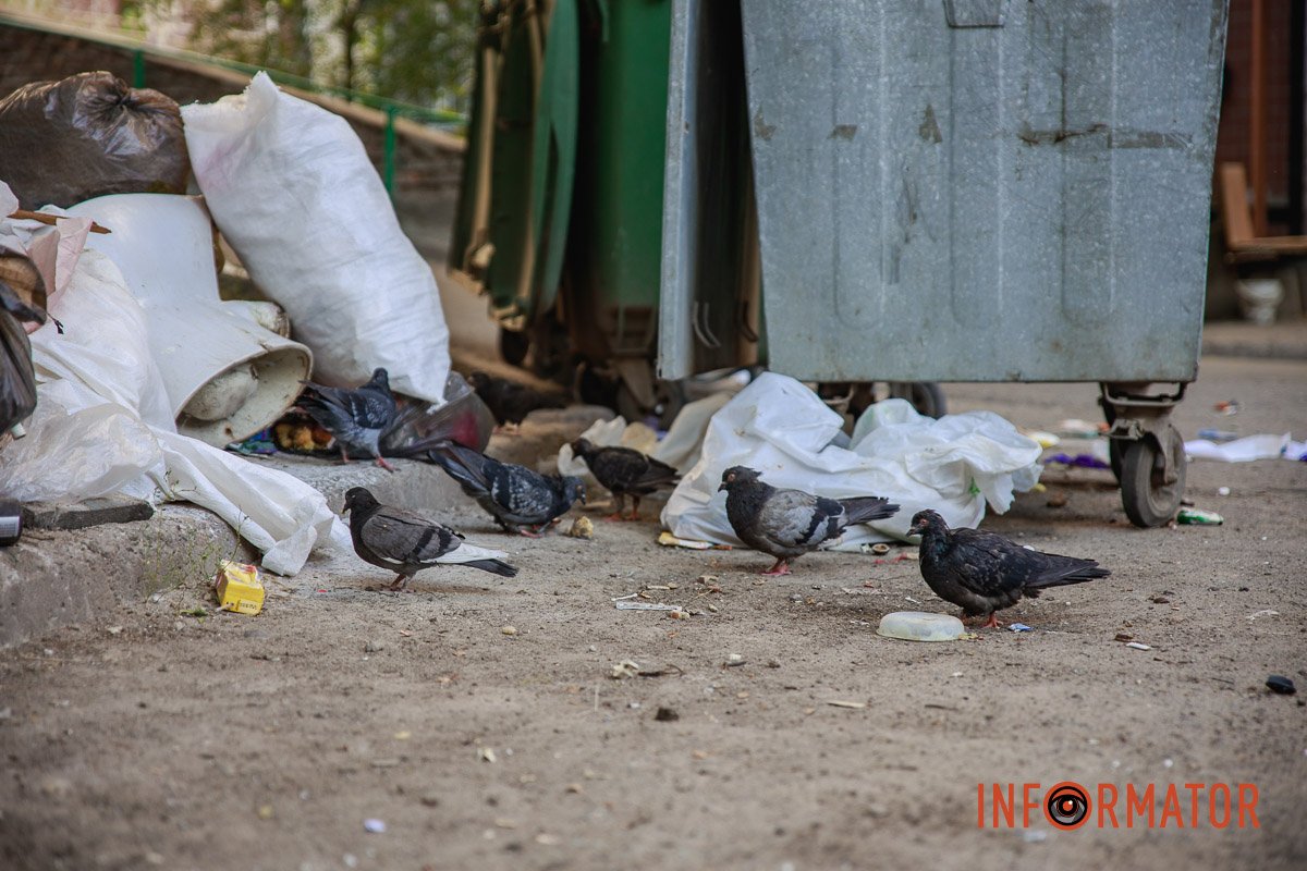 Голуби шукають їжу