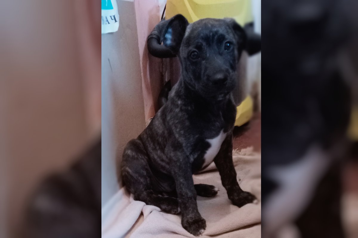 Це Рад і він радий вас бачити Це Рад і він радий вас бачити