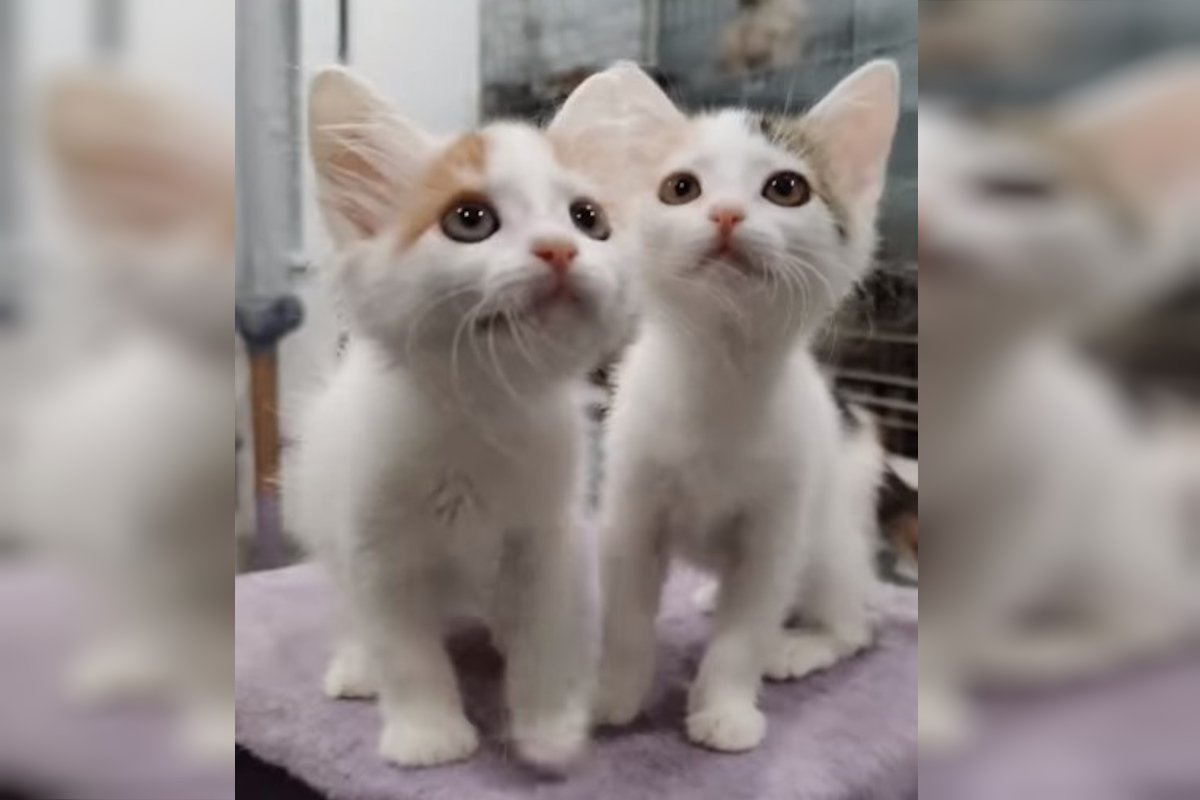 Беріть одразу обох Беріть одразу обох