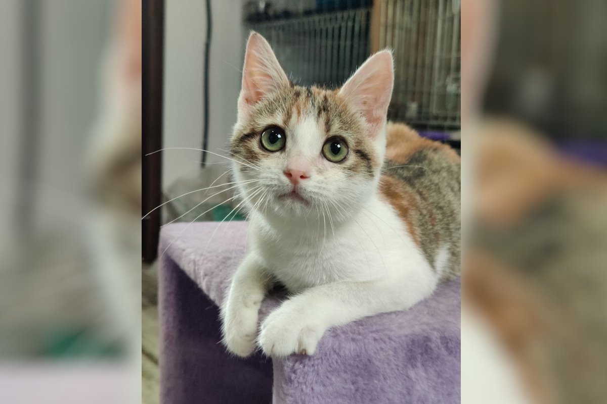 Ох ці зелені очі Ох ці зелені очі