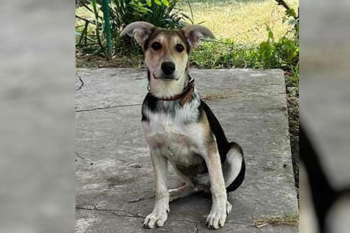 Це Чіп Це Чіп