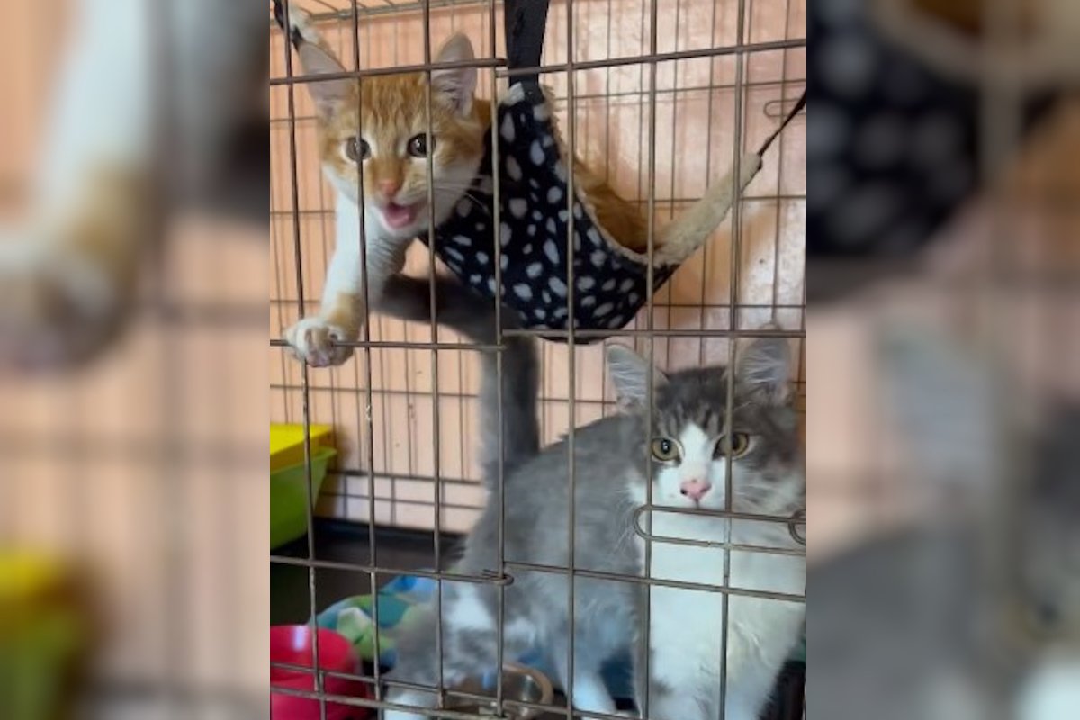 Ох який Ох який