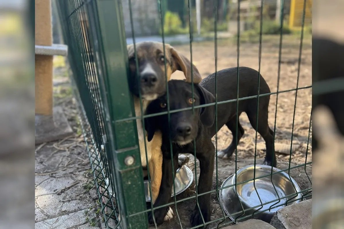 Какие у них глаза