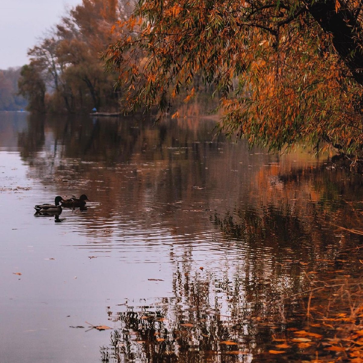 Фото: @hamster_dp_ru Фото: @hamster_dp_ua