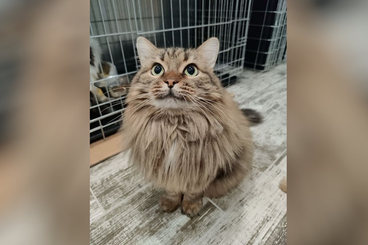 Кошечка Галла