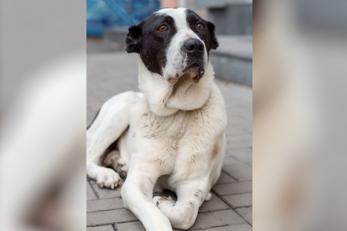 Среднеазиатская красавица Герда