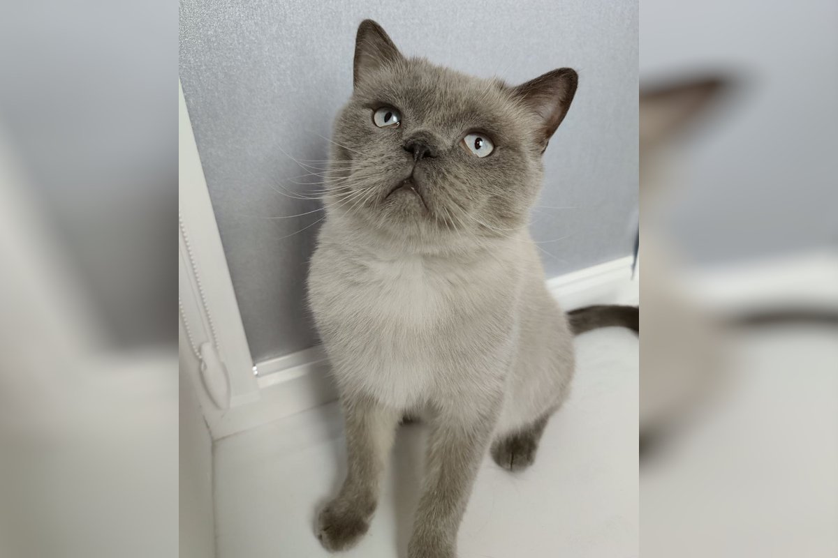 Джентельменский взгляд Кузи