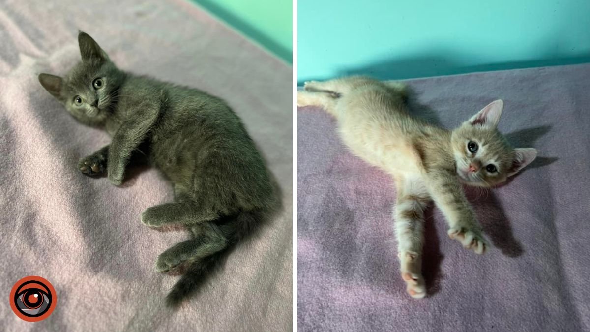 Котята хотят есть Котята хотят есть
