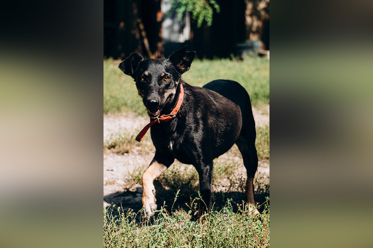 Какие кошки и животные ищут дом в Днепре 4