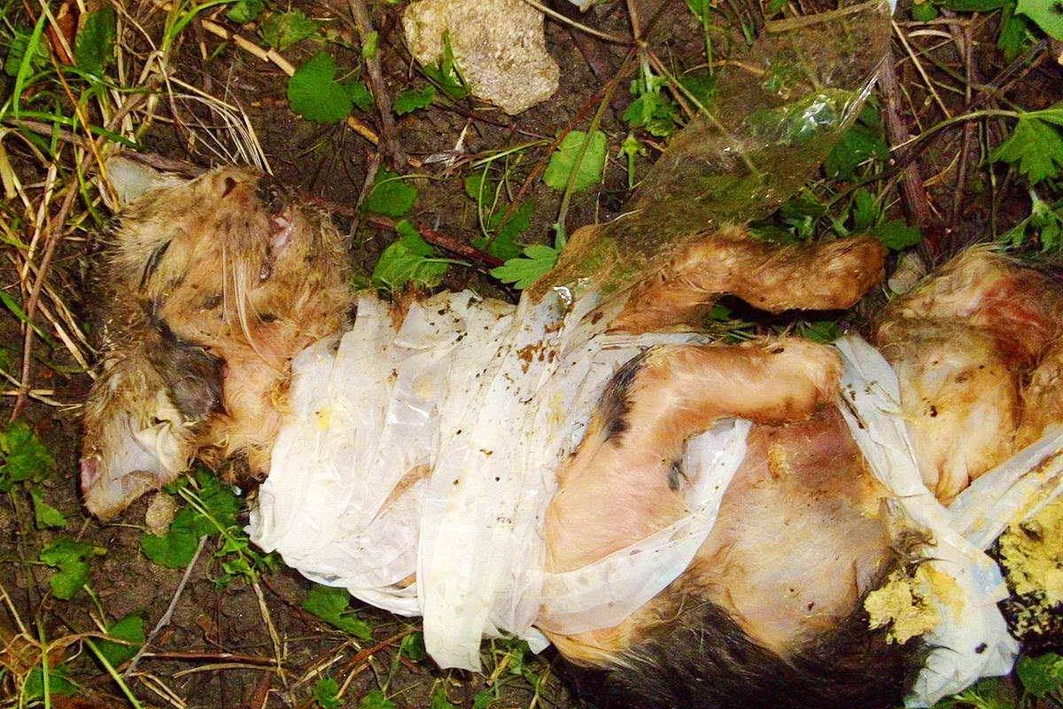 На изуродованных животных тяжело смотреть