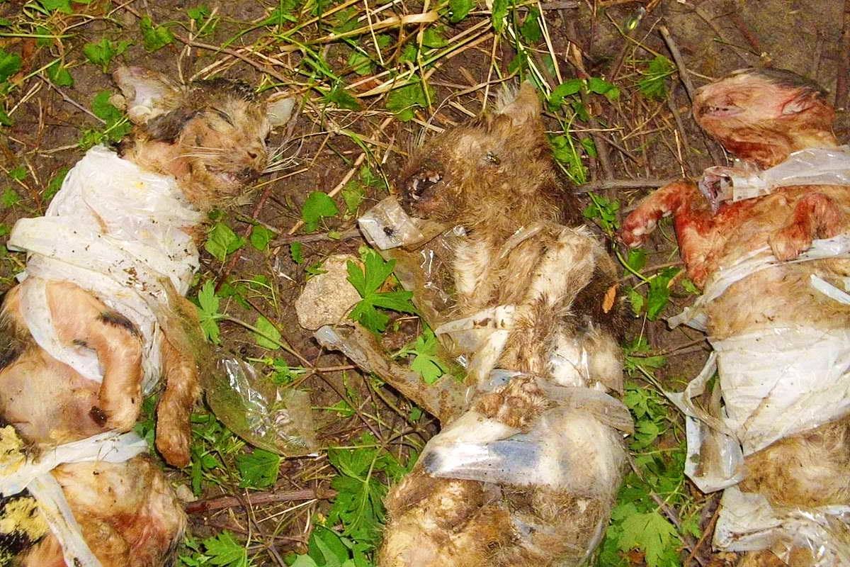 Трое шестимесячных котят обмотаны скотчем