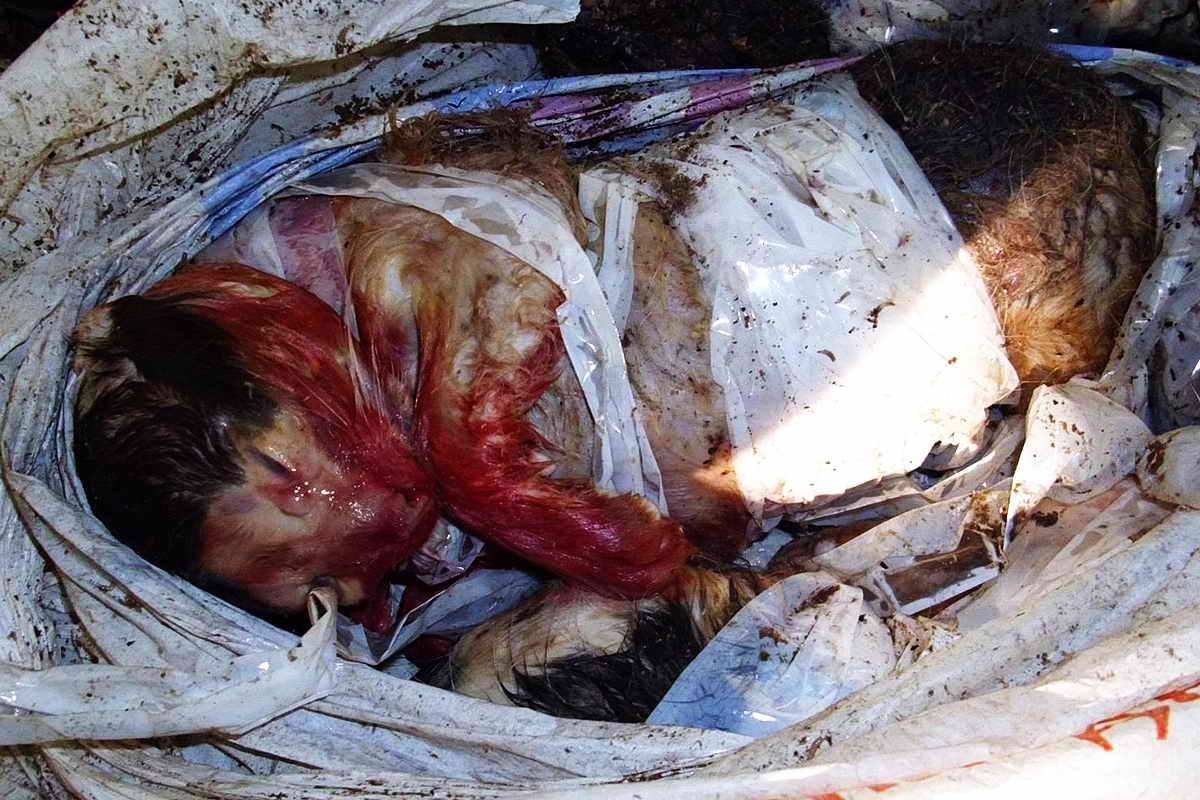 Животных жестоко избивают