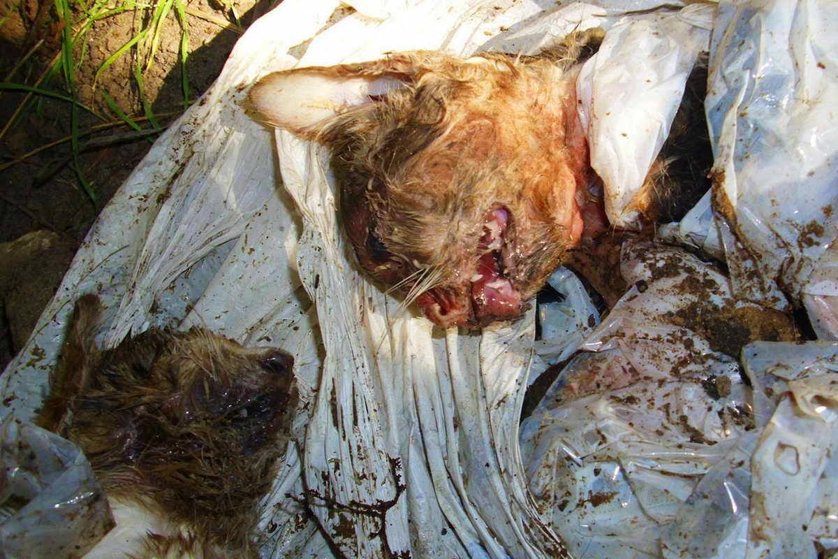 По словам активистов, полиция не спешит расследовать вопиющее дело об издевательстве над животными