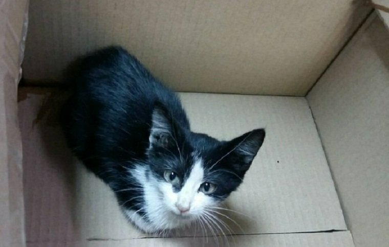 Пострадавший котенок не только нуждается в лечении, но и ищет нового хозяина