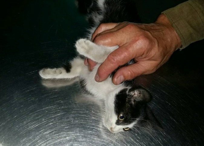 Волонтеры подобрали Севу с различными повреждениями после аварии