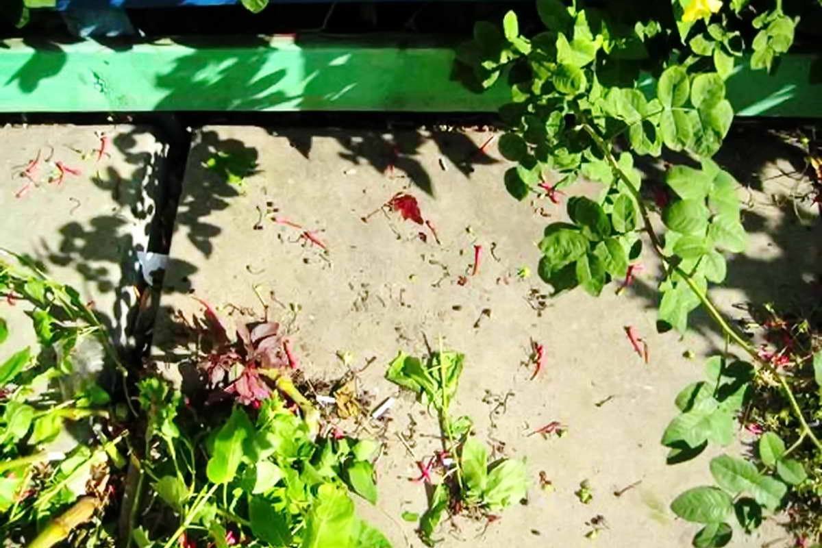 Следы крови на земле