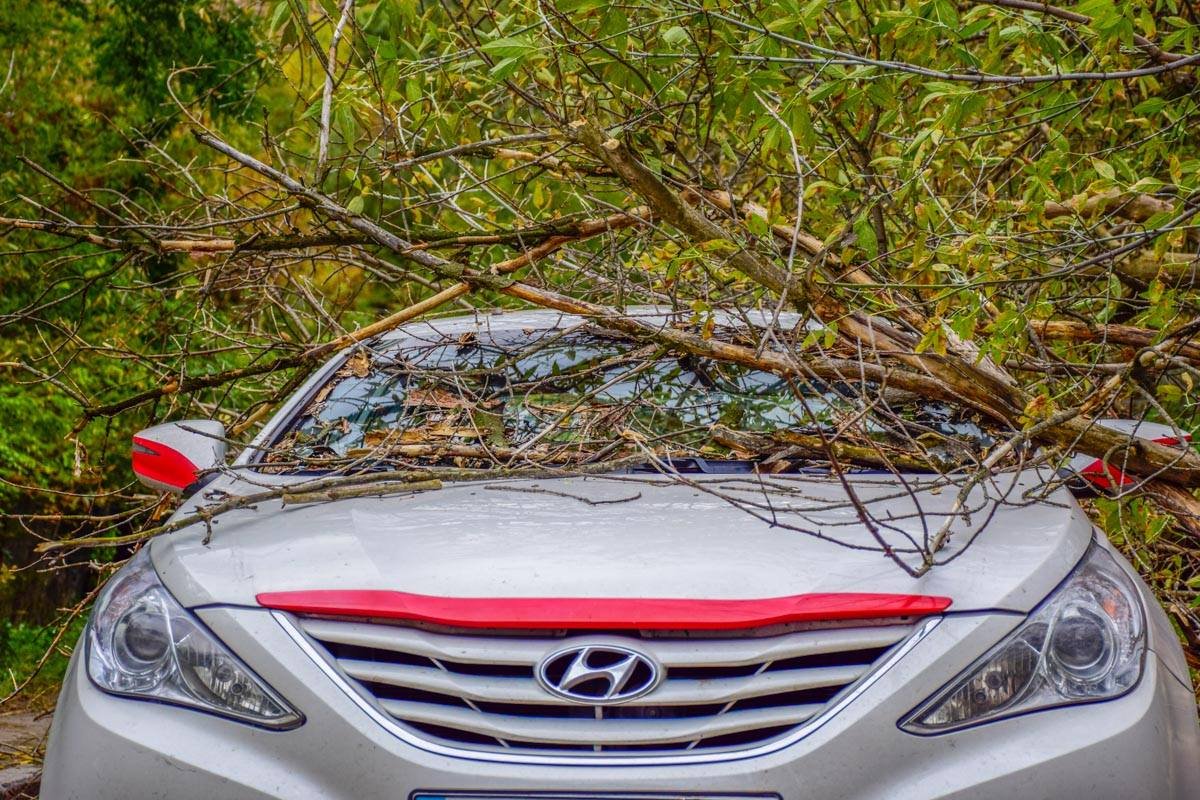 Hyindai накрыло деревом