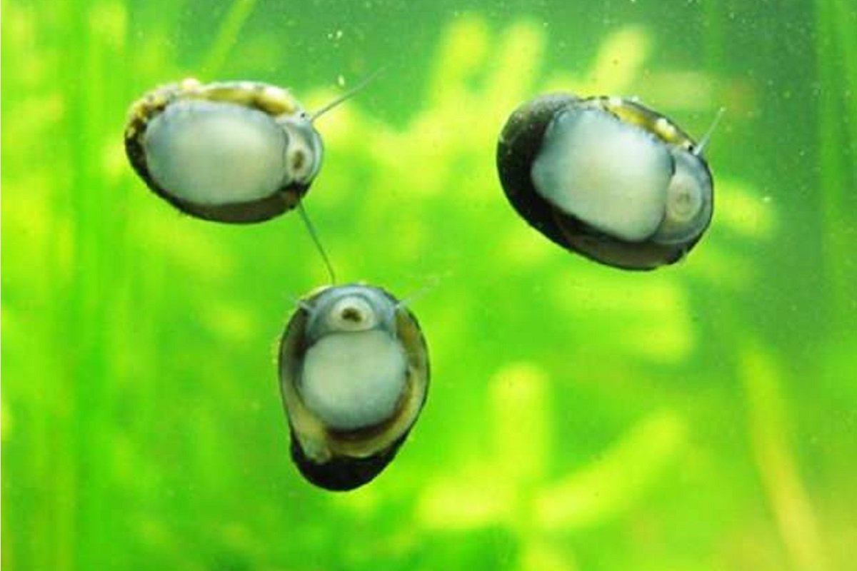 Презервативы, конский навоз и улитки: ТОП самых дешевых вещей, которые можно купить в Киеве 8