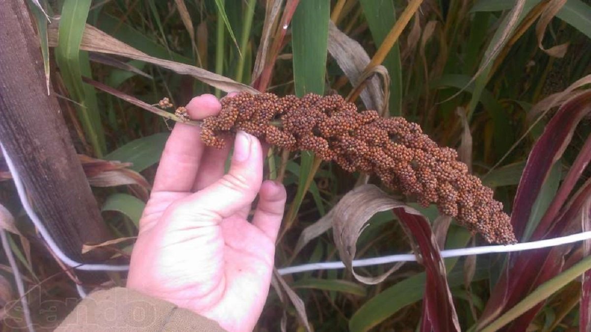 Презервативы, конский навоз и улитки: ТОП самых дешевых вещей, которые можно купить в Киеве 9