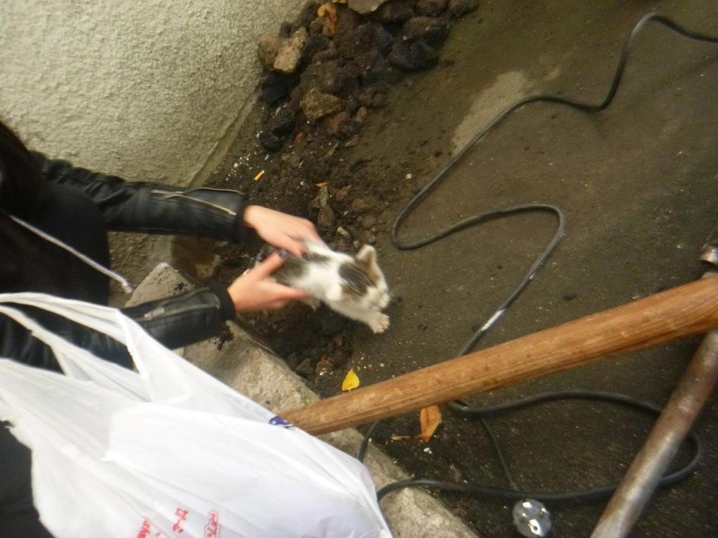 После раскопки хода котенок вылез обратно самостоятельно