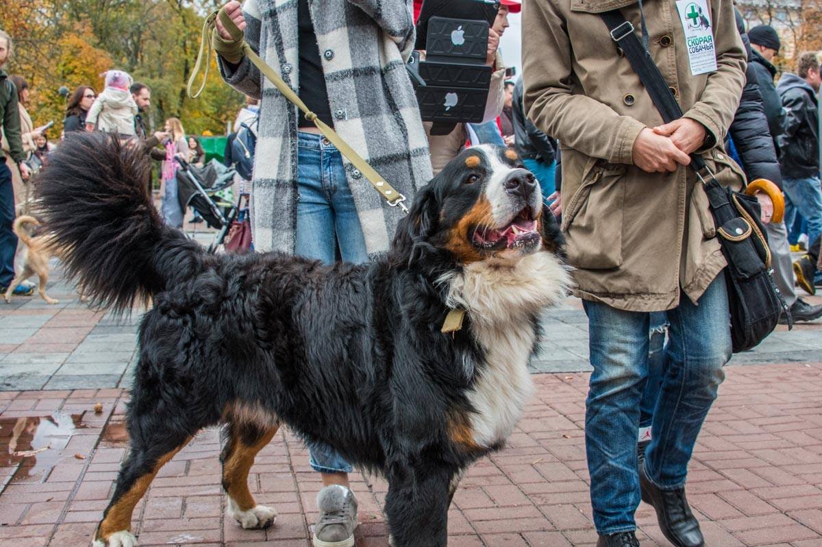 Большинство животных с удовольствием позировали перед камерами