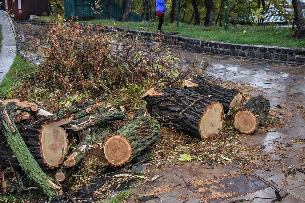 Деревья спилили сегодня в 10 утра
