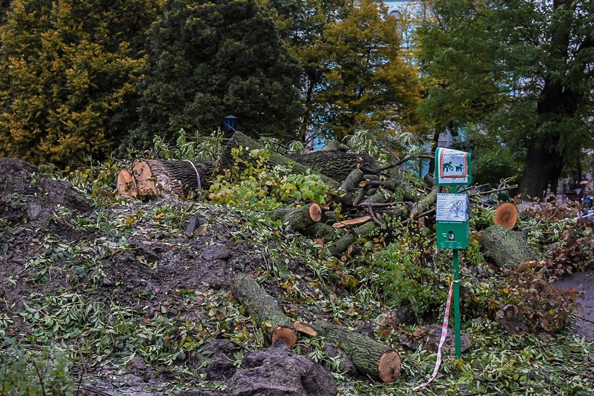 Сейчас на месте спила - сплошные обрубки