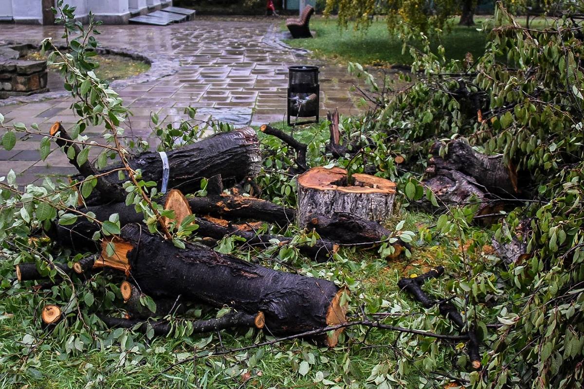 Теперь деревья на Андреевском спуске выглядят так