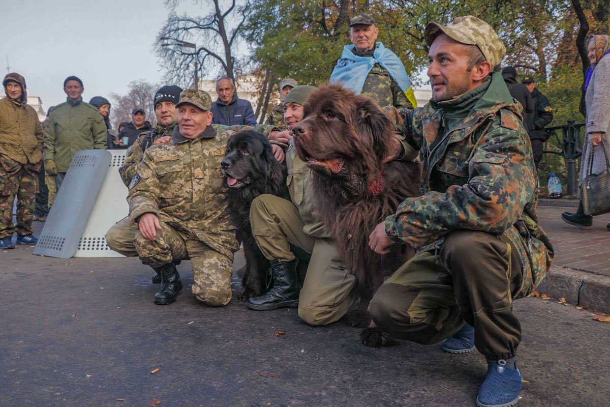 Милые собачки тоже обосновались в палаточном городке