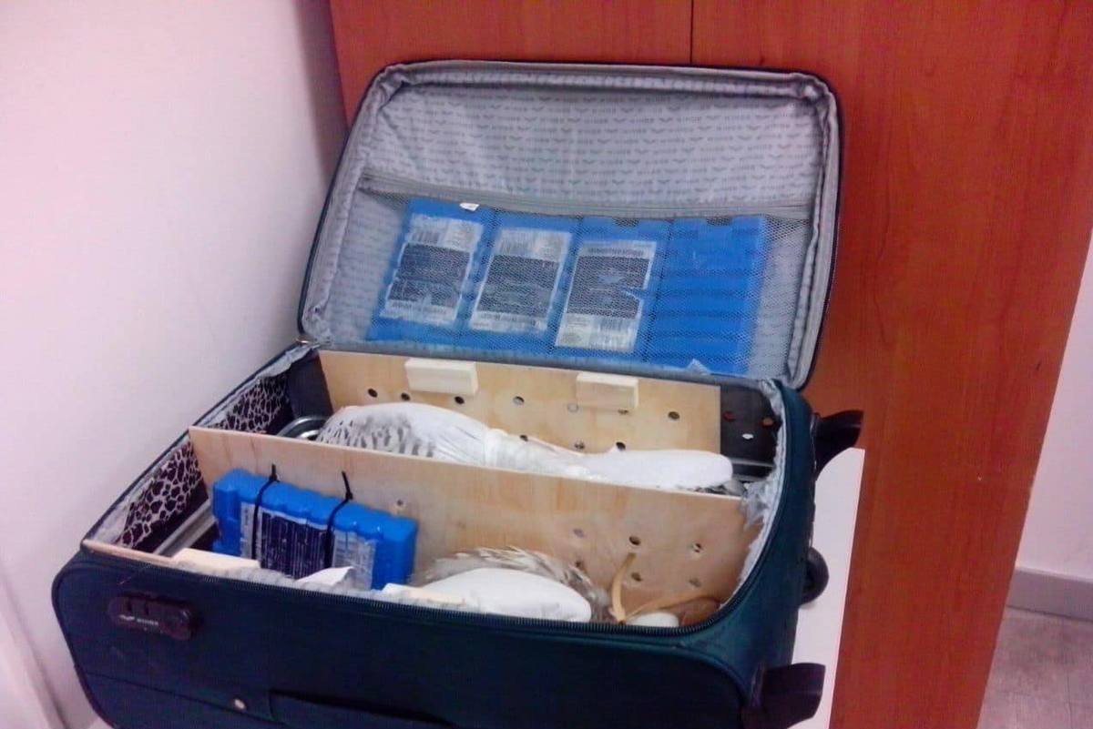 Птицам связали клювы и крылья