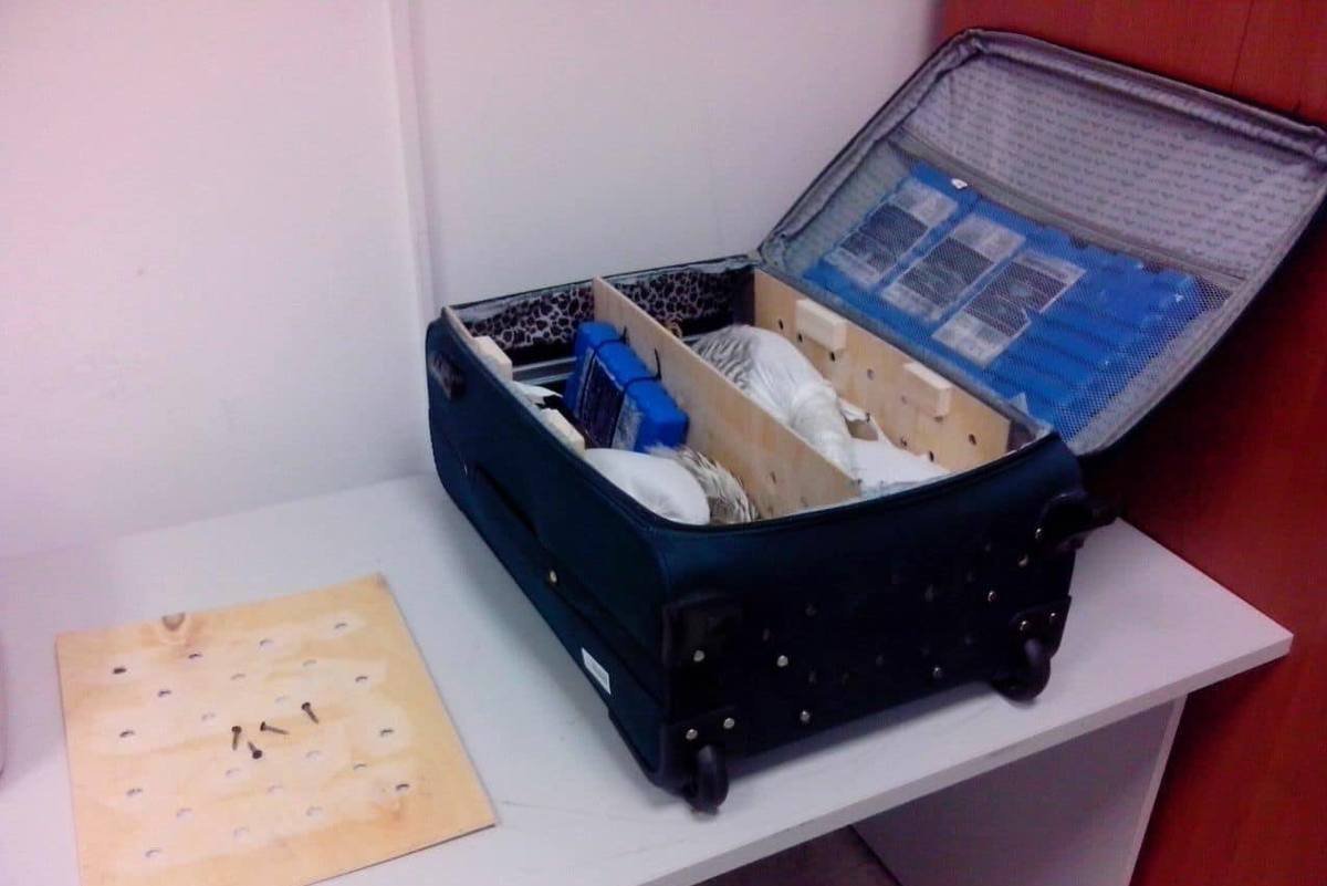 Пернатые чудом остались живы после попыток подобной транспортировки