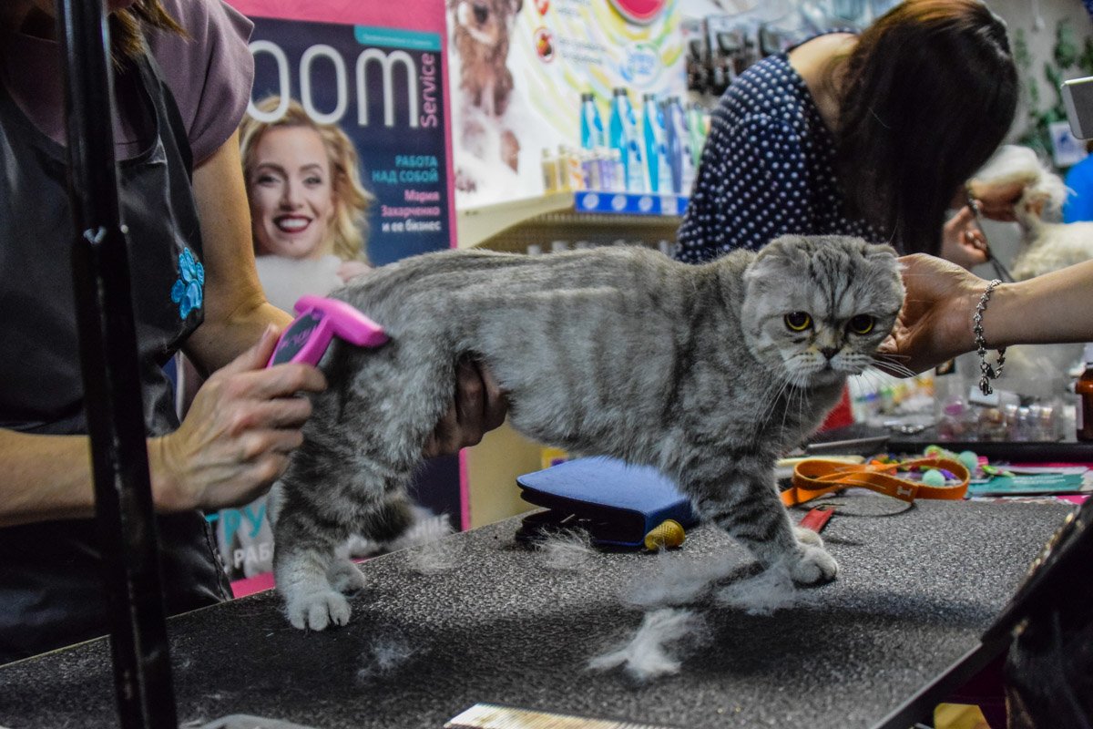 На ZooBonusFEST над четвероногим питомцам колдовали лучшие грумиры