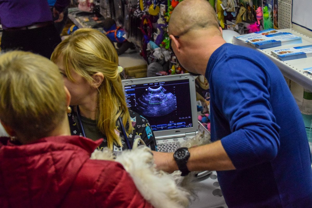 На фестивале животным делали бесплатное узи