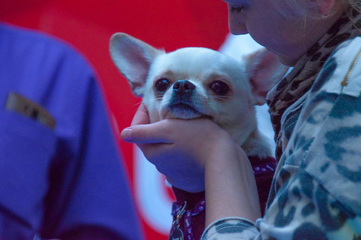 Милая мордашка 