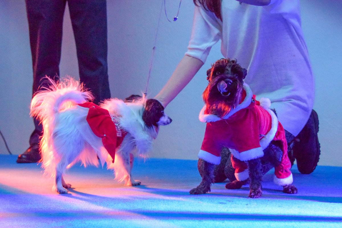 Модное дефиле в красных тонах 