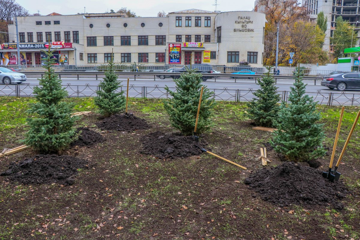 Теперь на проспекте Победы появились сосны и акации