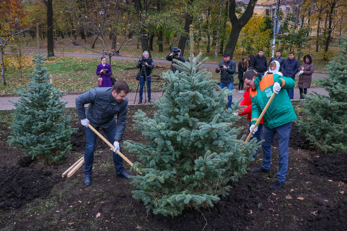 Так чиновники закапывали сосны