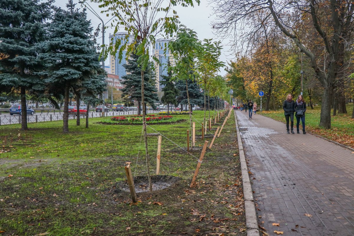 Рядом с хвойными деревьями теперь растут акации