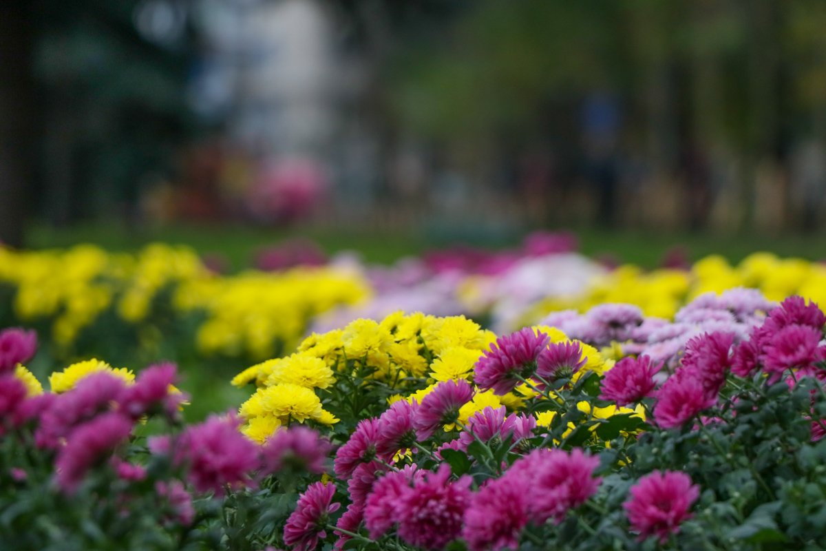Среди цветов на проспекте Победы теперь хризантемы, гвоздики и кареопсисы