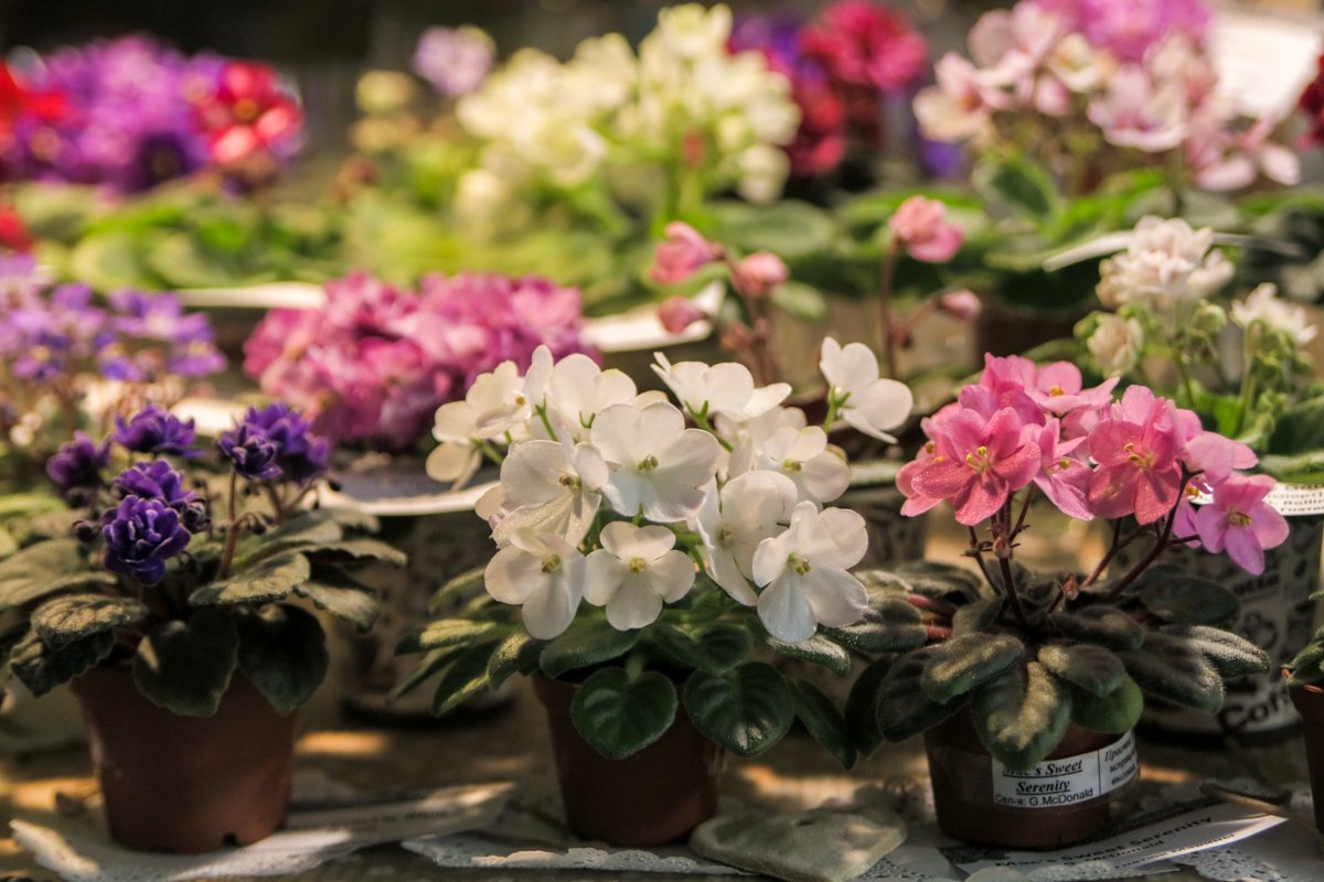 Понравившиеся цветы можно купить вместе с вазонами Понравившиеся цветы можно купить вместе с вазонами