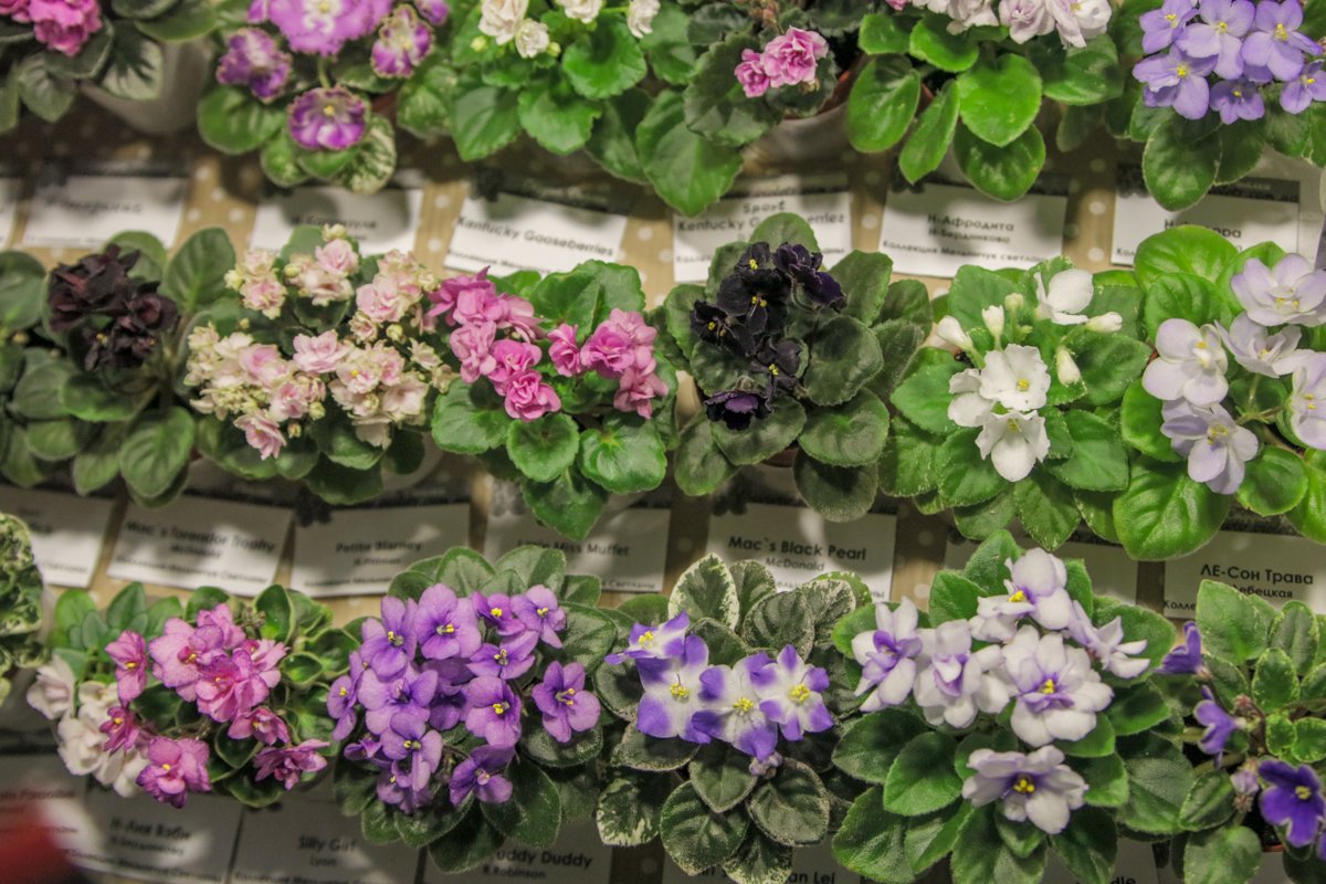 На выставке больше всего сиреневых цветов На выставке больше всего сиреневых цветов