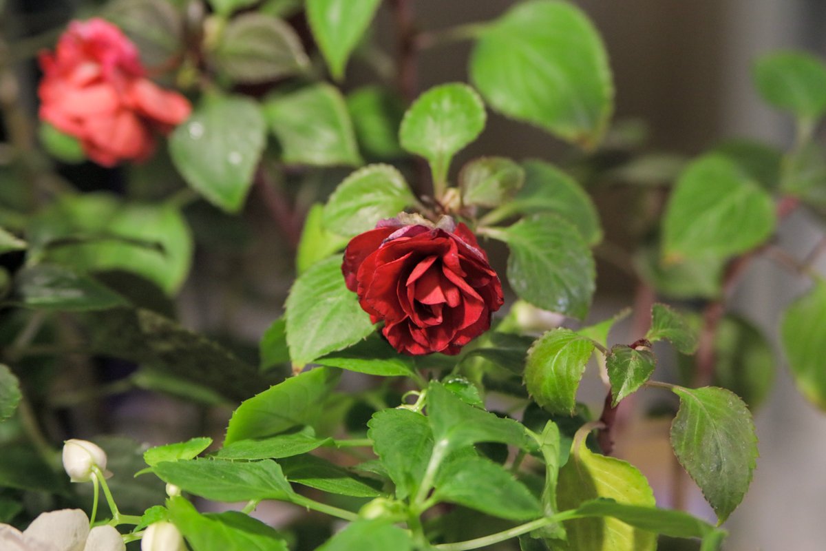 Красные розы привлекали внимание своей изысканностью Красные розы привлекали внимание своей изысканностью