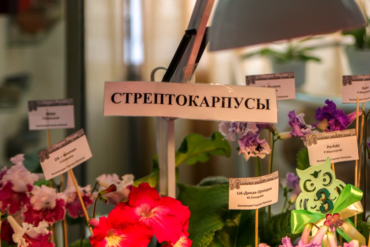 На выставке представлены сотни видов комнатных растений На выставке представлены сотни видов комнатных расстений