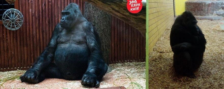 Горилла Тонни