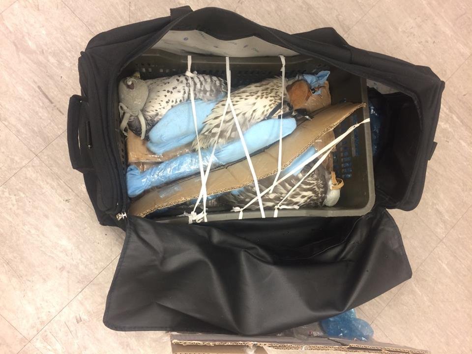 Мужчина объяснил, что не знал о содержимом своего чемодана